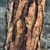 Thumbnail #5 of Pinus ponderosa by kennedyh