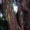 Thumbnail #1 of Eucalyptus deglupta by Sonflower