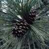 Thumbnail #4 of Pinus ponderosa by kennedyh