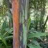 Thumbnail #3 of Eucalyptus deglupta by palmbob