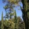 Thumbnail #4 of Eucalyptus deglupta by palmbob