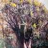 Thumbnail #2 of Aloe dichotoma by palmbob