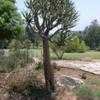 Thumbnail #4 of Aloe dichotoma by palmbob