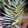 Thumbnail #3 of Aloe dichotoma by palmbob