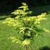 Thumbnail #3 of Metasequoia glyptostroboides by conifers