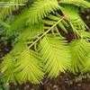 Thumbnail #4 of Metasequoia glyptostroboides by victorgardener