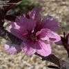 Thumbnail #5 of Prunus persica by nifty413