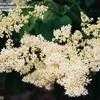 Thumbnail #1 of Syringa reticulata by ocimum_nate