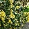 Thumbnail #3 of Acacia pycnantha by kennedyh