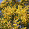 Thumbnail #5 of Acacia pycnantha by ginger749
