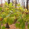 Thumbnail #4 of Castanea dentata by victorgardener