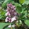 Thumbnail #2 of Syringa vulgaris by Clare_CA