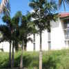 Thumbnail #5 of Carpentaria acuminata by palmbob