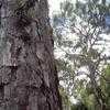 Thumbnail #2 of Pinus elliottii by gel70