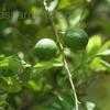 Thumbnail #2 of Citrus limon by Chamma