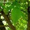 Thumbnail #3 of Ulmus alata by Jeff_Beck