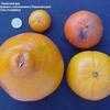 Thumbnail #4 of Citrus x tangelo by Thaumaturgist