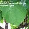 Thumbnail #2 of Ficus auriculata by lugargarden