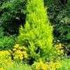 Thumbnail #1 of Cupressus macrocarpa by growin