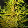 Thumbnail #5 of Cupressus macrocarpa by Kell