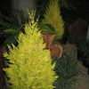 Thumbnail #4 of Cupressus macrocarpa by Kell