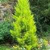 Thumbnail #2 of Cupressus macrocarpa by growin