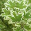 Thumbnail #5 of Acer platanoides by Zanziguy