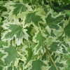 Thumbnail #4 of Acer platanoides by PinetopPlanter