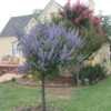 Thumbnail #2 of Vitex agnus-castus by Delightful_Dawn