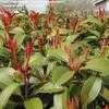 Thumbnail #4 of Photinia glabra by Kauai17