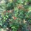 Thumbnail #3 of Photinia glabra by artcons