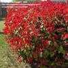 Thumbnail #5 of Photinia glabra by Kauai17