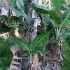 Thumbnail #1 of Musa acuminata by Thaumaturgist