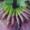 Thumbnail #3 of Musa acuminata by Thaumaturgist