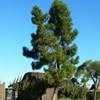 Thumbnail #3 of Pinus halepensis by PotEmUp