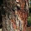 Thumbnail #2 of Pinus halepensis by PotEmUp
