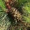 Thumbnail #1 of Pinus halepensis by PotEmUp