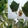 Thumbnail #4 of Acer pensylvanicum by growin