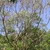 Thumbnail #1 of Acacia koa by palmbob