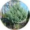 Thumbnail #1 of Cupressus glabra by arcadon