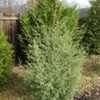 Thumbnail #3 of Cupressus glabra by Lakeside3
