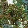 Thumbnail #2 of Juniperus ashei by SShurgot