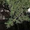 Thumbnail #3 of Juniperus ashei by htop