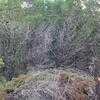 Thumbnail #1 of Juniperus ashei by SShurgot