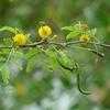 Thumbnail #1 of Acacia minuta by Floridian