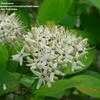 Thumbnail #1 of Cornus alternifolia by OhioBreezy