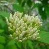 Thumbnail #4 of Cornus alternifolia by OhioBreezy