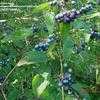 Thumbnail #5 of Cornus alternifolia by OhioBreezy