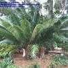 Thumbnail #1 of Cycas circinalis by IslandJim