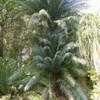 Thumbnail #3 of Cycas circinalis by palmbob